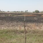 उन्नाव : अज्ञात कारणों से लगी गेहूं के खेतों में भीषण आग