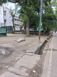 उन्नाव: गौ माता भूख प्यास से तोड़ रही दम अधिकारियों में तमगा की मची होड़